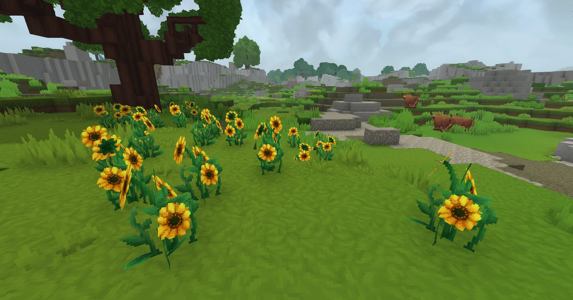 Où trouver des tournesols sur Hytale